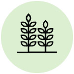 Προετοιμασία ρυζιού Picto